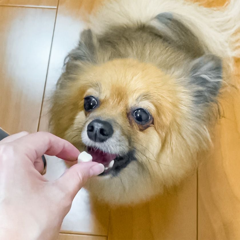【国産】フリーズドライ豆腐は看板犬ポノもスタッフ犬も大好物です