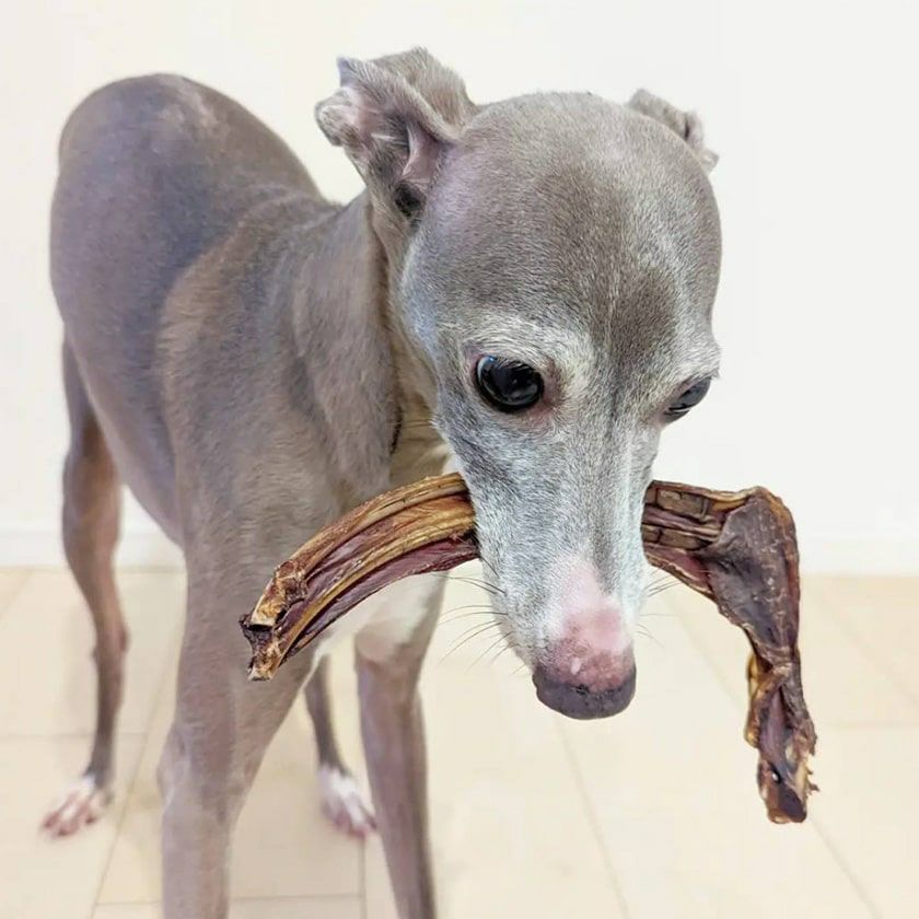 贅沢にカンガルーリブをまるごと咥えているスタッフ犬ジェイ