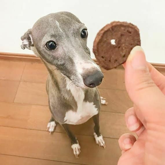 週末セール：【無添加 国産】丹波産 猪チップ 150g