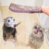 週末セール：【無添加 国産】福岡産 天然猪の干し肉 60g