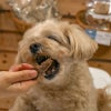 週末セール：【無添加 国産】福岡産 天然猪の干し肉 60g