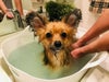 EM&NEEM BATHを使ったお風呂に入浴中の看板犬ポノ