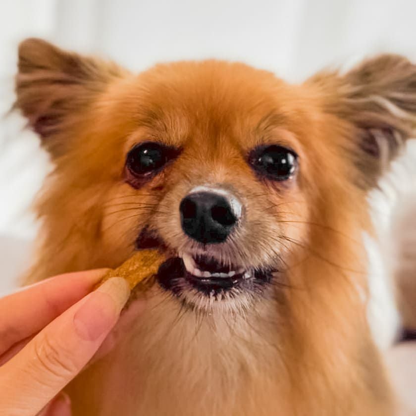 週末セール：【無添加 国産】兵庫産 タイスティック 50g