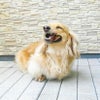 【無添加 国産】北海道産 鶏とさか 300g