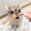 北海道産 鶏とさかスライスを前にワクワクのスタッフ犬小麦