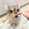 週末セール：【無添加 国産】北海道産 鶏とさかスライス 150g