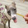 週末セール：【無添加】天然ハーブ育ちモンゴル産 馬背筋スティック 140g