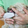 KPSオクチブラシ 2枚入りを使うスタッフ犬ホニ