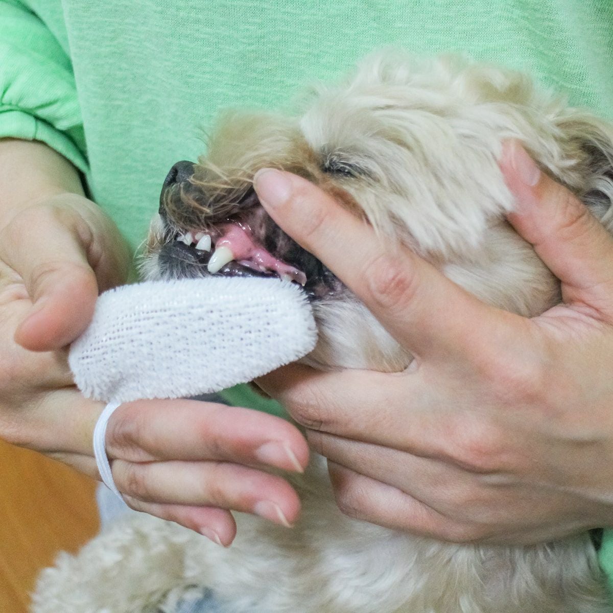 KPSオクチブラシ 2枚入りを使うスタッフ犬ホニ