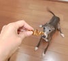  期間限定セール：【無添加】天然ハーブ育ちモンゴル産 馬アキレス（小型犬用ツイスト）140g