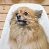 京鴨ささみをくわえたままマテをする看板犬ポノ