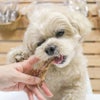 京鴨ささみの美味しさにうっとりなスタッフ犬ホニ