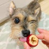 週末セール：【無添加】スマイル薬膳 フリーズドライさんざしちゃん 25g