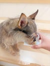  期間限定セール：【無添加 国産】宮崎県産 チョウザメのちから 100g