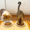  週末セール：【無添加 国産】いわし煮