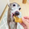週末セール：【国産 無添加】鹿児島産 牛大動脈ガム 50g