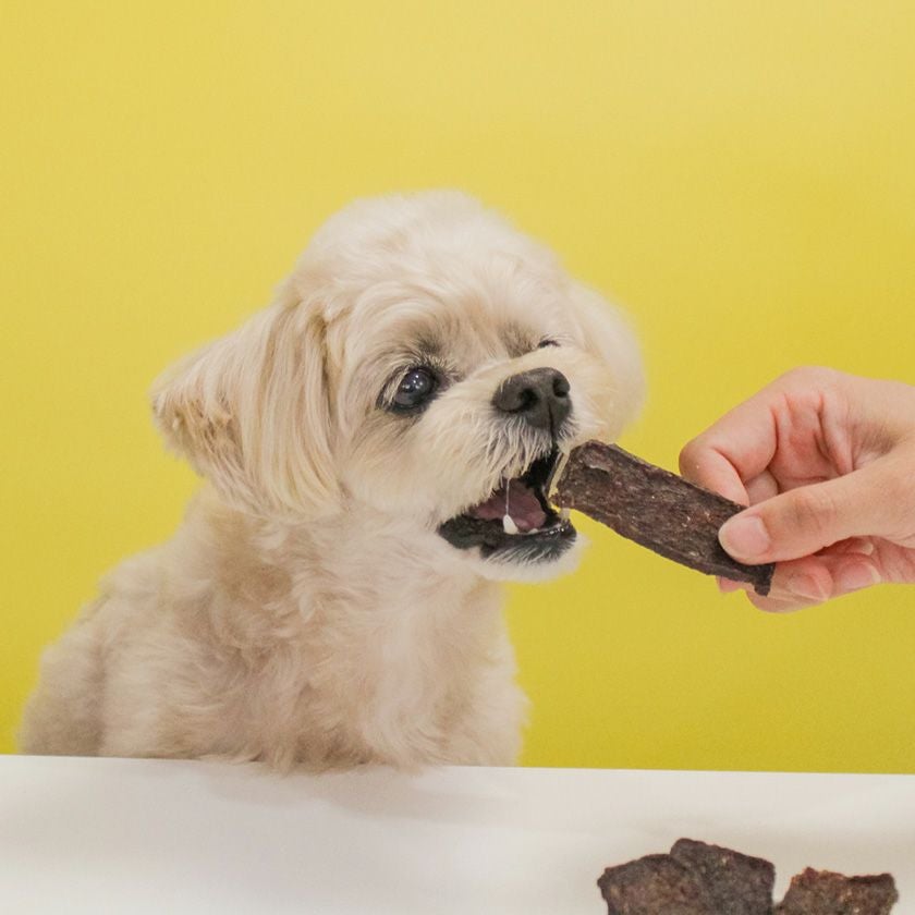 馬ホルモンMIXチップスを食べるスタッフ犬ホニ