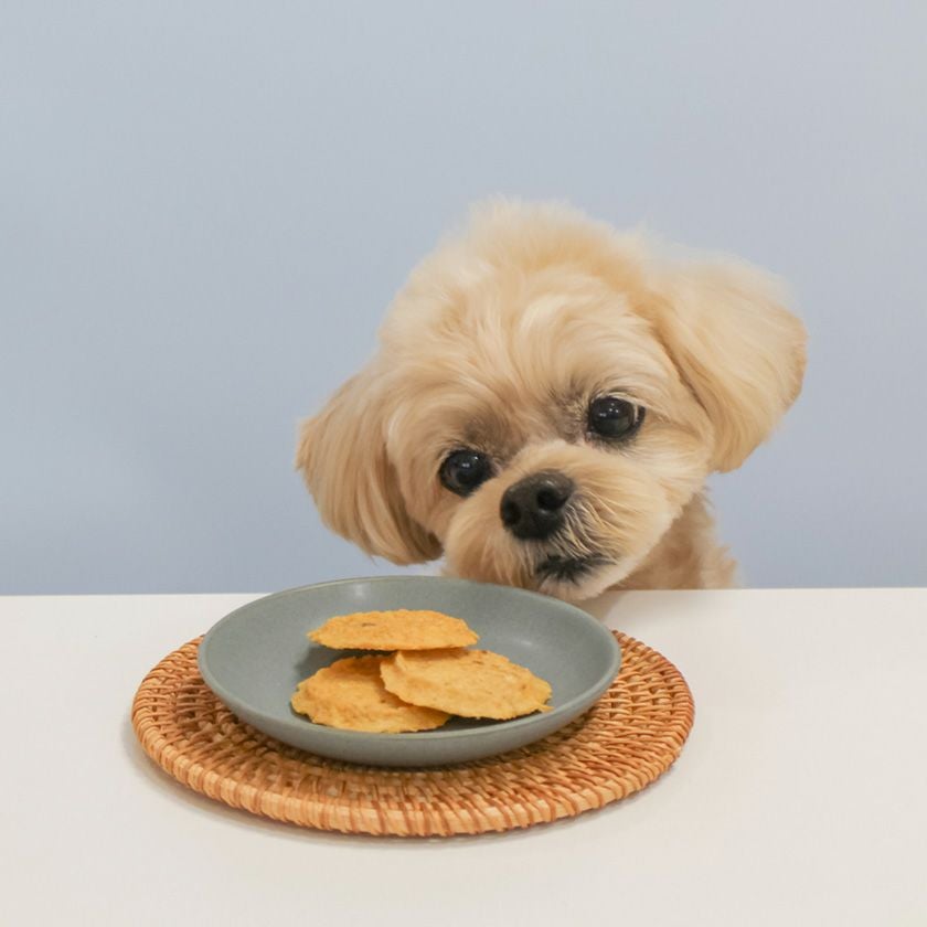 サメチップを見つめるスタッフ犬ホニ