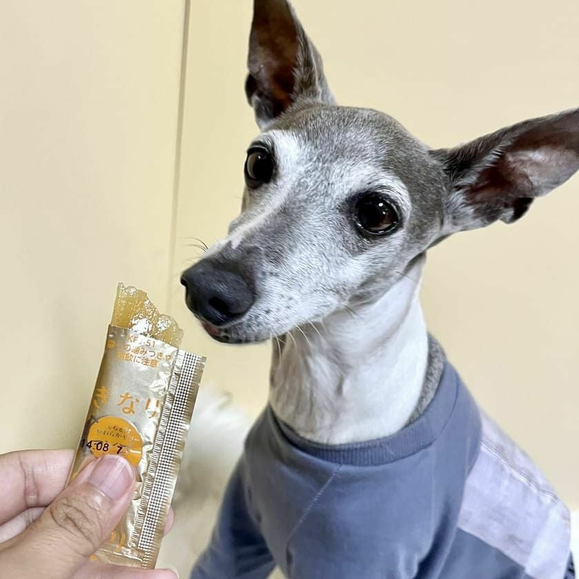 週末セール：きなり くちどけやわらかゼリー マンゴーミックス 5g×10本