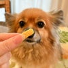  週末セール：【無添加】pupuビスケット エゾ鹿 30g