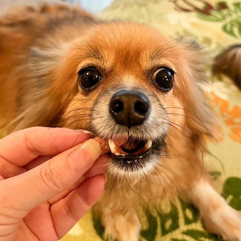 pupuビスケット 9種から選べる5個セット