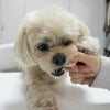 さくさくおせんべい ミックス（ささみ・むらさきいも）×3袋セット