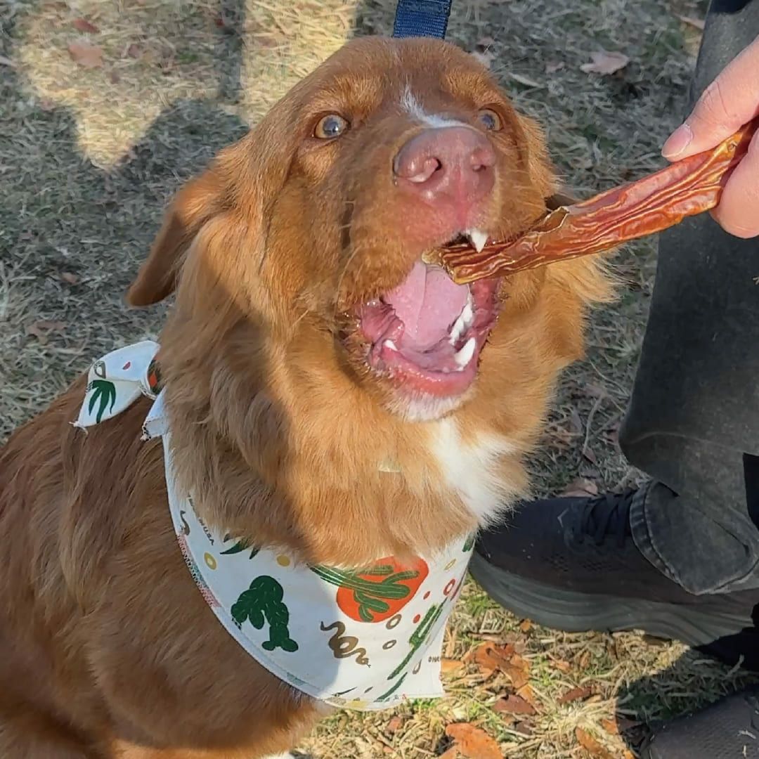 【国産 無添加】鹿児島産 牛大動脈スティック 200g