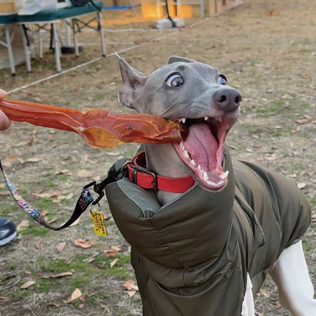 【国産 無添加】鹿児島産 牛大動脈スティック 200g