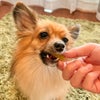 米粉と自然素材のクッキー クポノ-Kupono- 5種から選べる4個セット +1おまけ