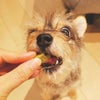 米粉と自然素材のクッキー クポノ-Kupono- 5種から選べる4個セット +1おまけ