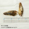 兵庫産 穴子のかぶと焼き 50g
