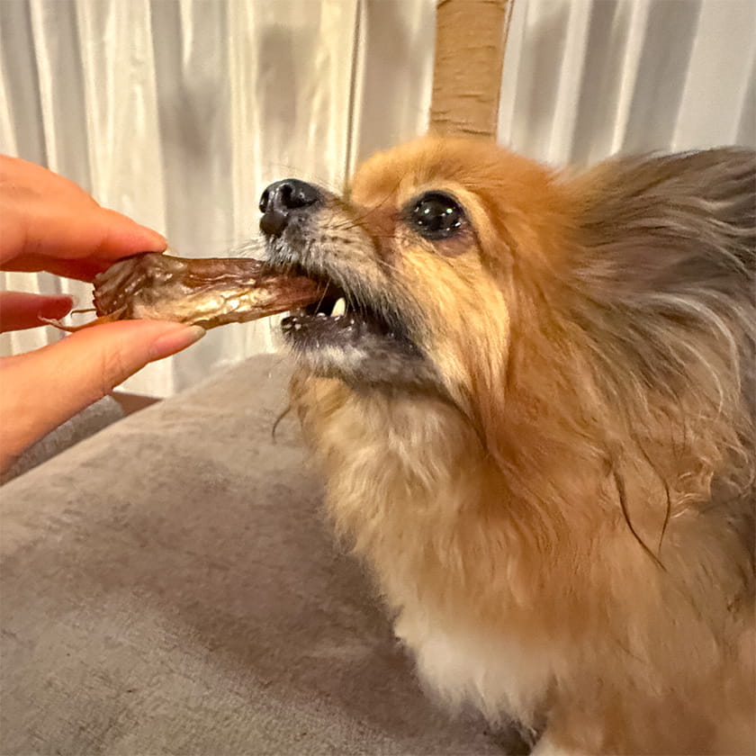 兵庫産 穴子のかぶと焼き 50g