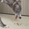 兵庫産 穴子のかぶと焼き 150g