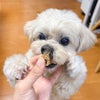 兵庫県産 ハモビッツ 150g