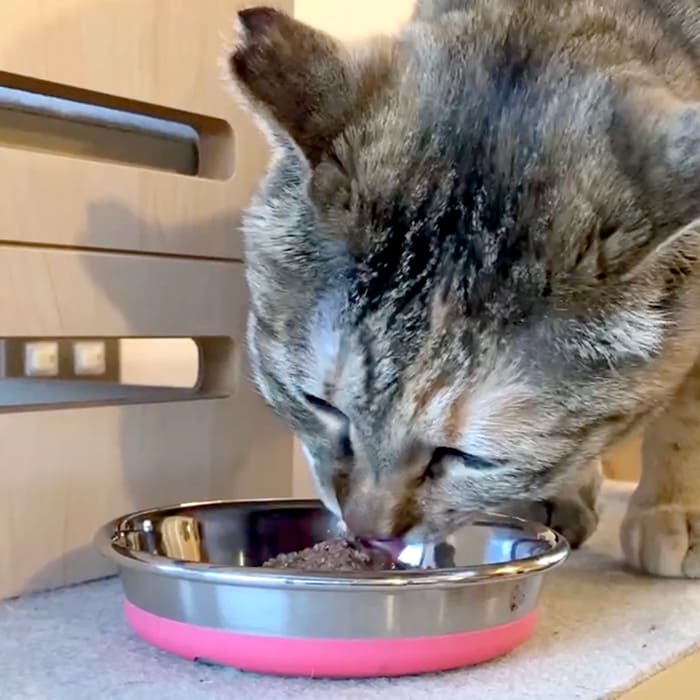 《ネコ用》【Bioliob ビオリオーブ】キャット ビーフ・ディッシュ