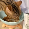 《ネコ用》【Bioliob ビオリオーブ】キャットサーモン・ディッシュ