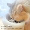 愛媛産 真鯛の骨までホロホロレトルト