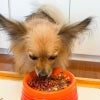 週末セール：【無添加 国産】鮭のふりかけ 50g