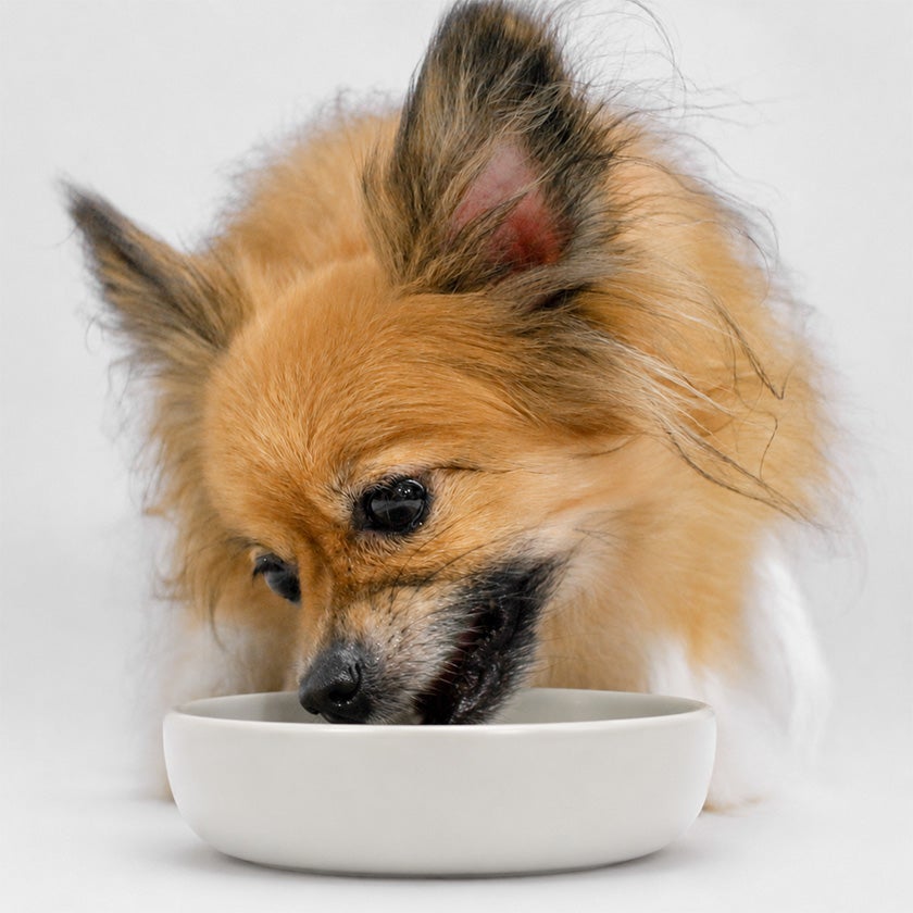 フードを食べている看板犬ポノ