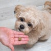 【Sunday Pets サンデーペッツ】ジェントルベイク ワイルドホキ オリジナル 1.3kg